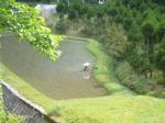 田植え