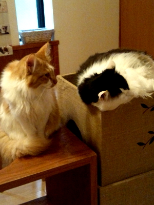 (株)建築士事務所民家　猫カフェ猫の箱の画像